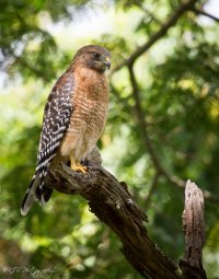 Red Shouldered Hawk-323- dpp resize.JPG