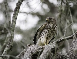 Cooper REdu-61-5.JPG