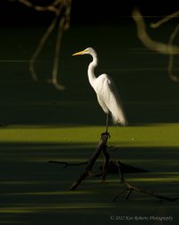 Great Egret - Sundance Sunset  Ken Roberts Photography- dpp5.JPG
