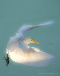 Cattle Egret - Day's Last Light  Ken Roberts Photography- dpp5.JPG