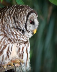 Barred Owl Portrait.JPG