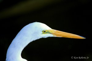 7 Great Egret Winter 2010.JPG