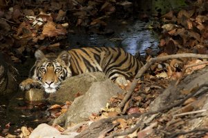 NDTV shortlisted.jpg