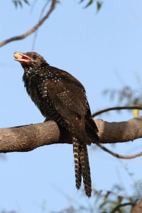 Indian Koel (female).jpg