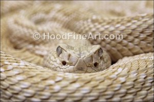 w diamondback 800px.jpg