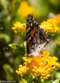 Loi Nguyen_Butterfly_Low Res (1 of 1).jpg