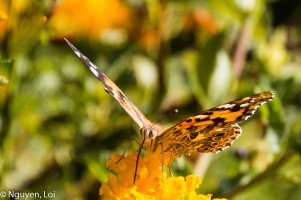 Loi Nguyen_Butterfly_Headshot_low Res (1 of 1).jpg