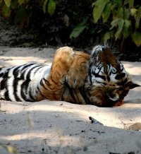 Bamera Relaxing 2.JPG