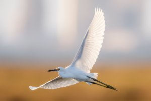 egret.jpg