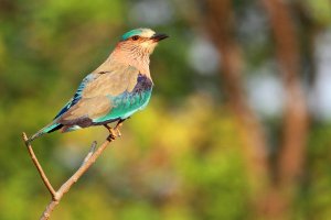 IMG_0082 Indian Roller.jpg