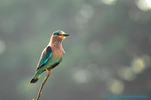 IMG_0269 Indian Roller 2.jpg