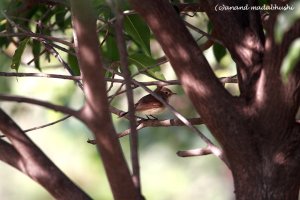 IMG0171 Red Breasted Flycatcher.jpg