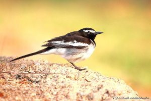IMG_0139 White Browed Wagtail.jpg