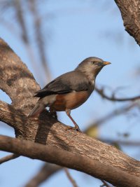 IMG0399 Chestnut Tailed Starling.jpg
