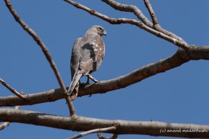 IMG0259 Female Shikra.jpg