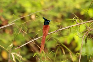 Paradise Flycatcher (Male)Tadoba3 080.jpg
