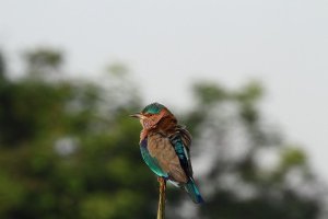 IMG0118 Indian Roller 5.jpg