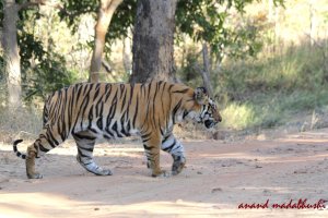 0170 Mirchani Cub Male 1.jpg