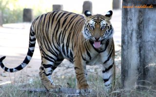 0187 Mirchani Cub Male 2.jpg