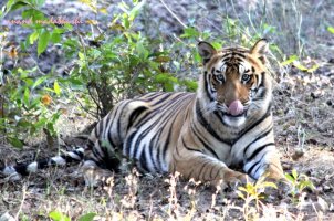 0209 Mirchani Cub Male 4.jpg