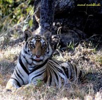 0086 Mirchani Cub Female.jpg