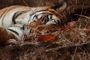 IMG_0117 Mirchane Female.JPG