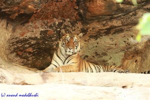 IMG_0274 Mirchani Female.jpg