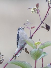 bird on red branchsm.jpg