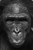 Bonobo Monkey.jpg