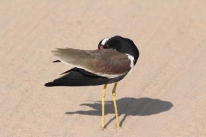 Red Wattled Lapwing.jpg