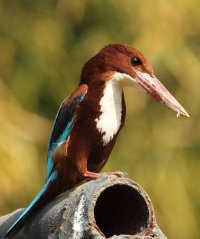 White throated Kingfisher.JPG