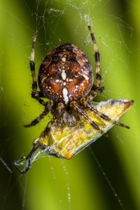 Spider Macro web ver.jpg