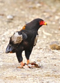 bateleur.jpg