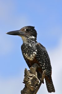giant kingfisher.jpg