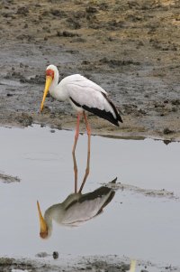 yellow billed stork.jpg