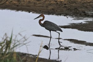 goliath heron.jpg