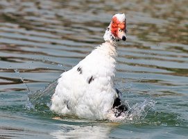 ISO100_70-200 2.8L IS II crop100%.JPG