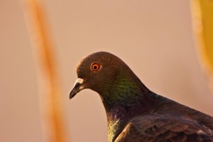 pigeon 55-250.jpg