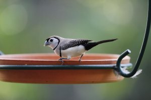 Double Barred Finch.jpg
