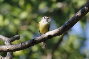 Lemon Bellied Flycatcher.jpg