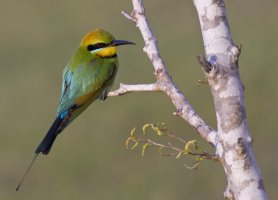 Rainbow bee eater.jpg