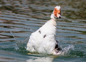 1Ds_70-200 2.8L IS USM II  crop 100%.jpg