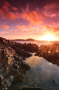 A Red Flower-1523.jpg