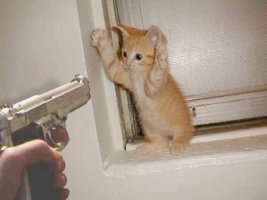 Kitten+Gun.jpg
