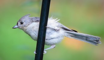 Bird Feeder-109.jpg