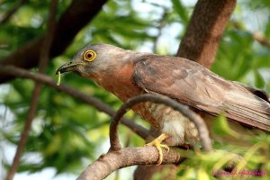 IMG_0138 Hawk Cuckoo 2.jpg