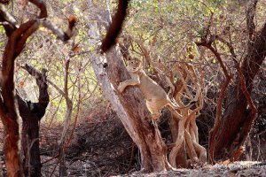 Lioness on tree.jpg