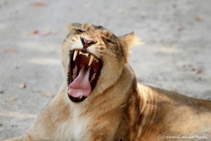 Lioness Yawn.jpg