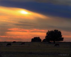 Cow Field Grand Island 8x10  Ken Roberts Photography 2011-1.JPG