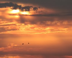 Sandhill Cranes Sunset2 Headed Home 8X10 Ken Roberts Photography 2011-1.JPG